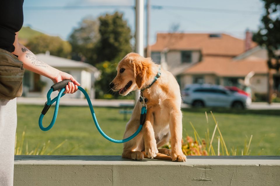 Doggy mouve, éducateur canin à Lyon