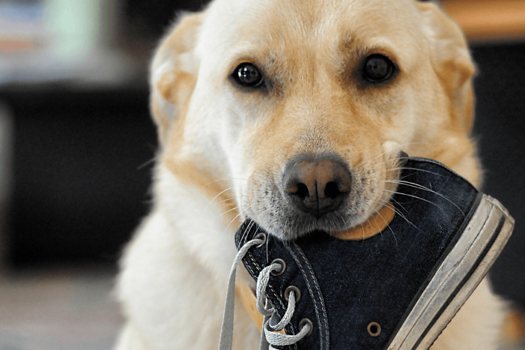 DoggyMouve, comportementaliste canin à Lyon