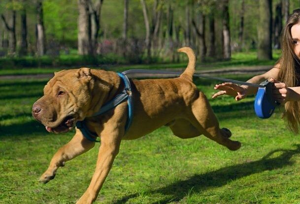 ducation canine dans le Rhône, la marche en laisse