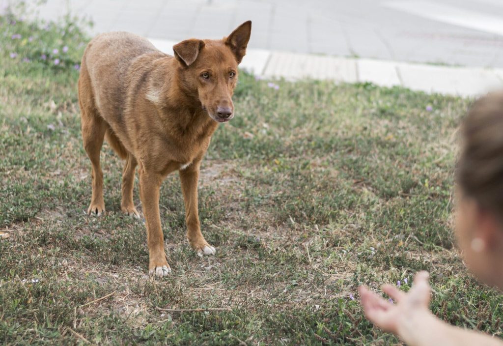 Éducation canine dans le Rhône, le rappel